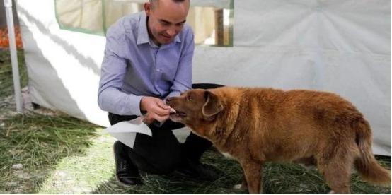 九游app：“世界上最老的狗”波比去世4个月后被吉尼斯官方剥夺了此头衔(图7)