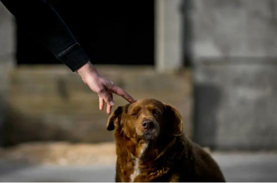 九游app：“世界上最老的狗”波比去世4个月后被吉尼斯官方剥夺了此头衔(图14)