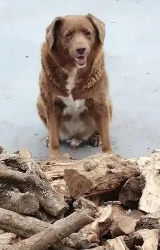 九游app：“世界上最老的狗”波比去世4个月后被吉尼斯官方剥夺了此头衔(图11)