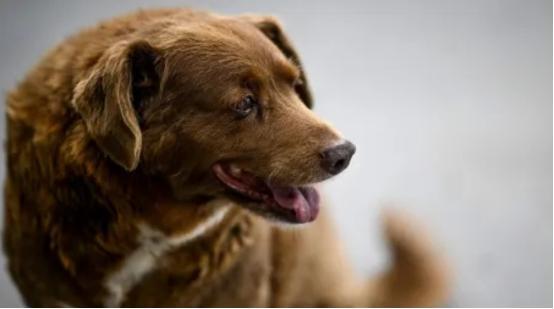 九游app：“世界上最老的狗”波比去世4个月后被吉尼斯官方剥夺了此头衔(图10)