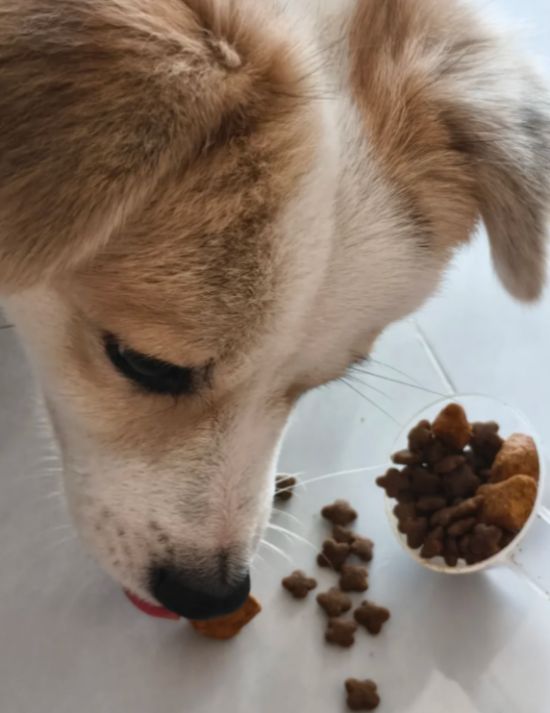 麦富迪霸弗鲜肉天然犬粮 打破高温季节的犬粮选择困境(图4)