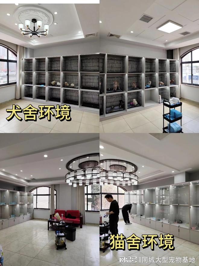 贵阳哪里卖宠物猫狗的选择性多？这里安全可靠能挑选心仪的宠物(图4)