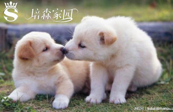 别让“喝水”成为宠物健康的隐形杀手(图5)