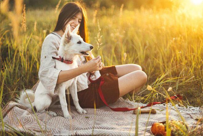 狗粮排名前十名品牌(图3)