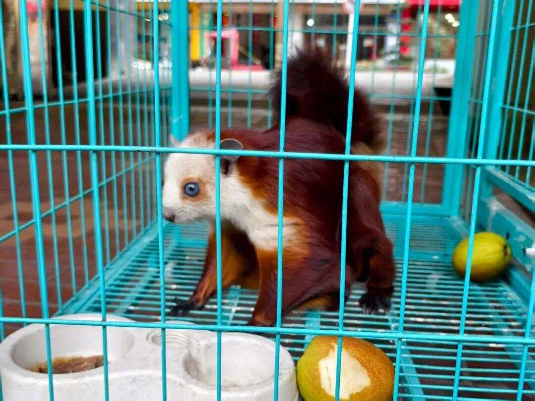 3只飞鼠19楼跃出上演翼装飞行这种野生鼯鼠可以当宠物吗？(图1)