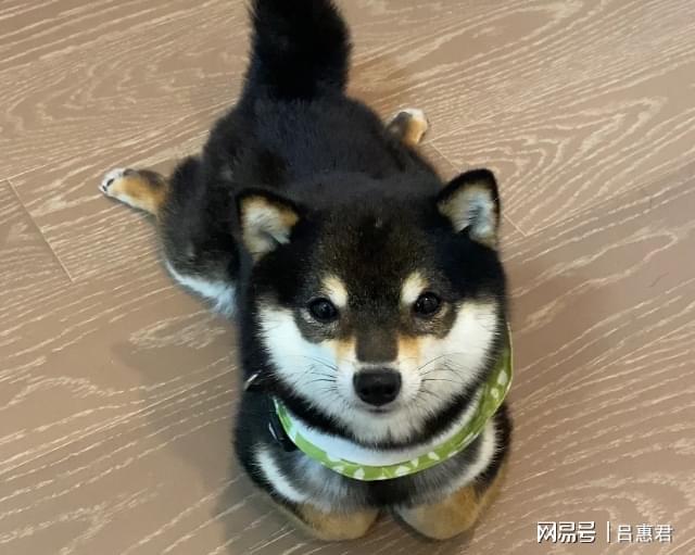 国产什么牌子的狗粮质量好又不贵？2025狗粮排行榜前三位揭秘(图2)