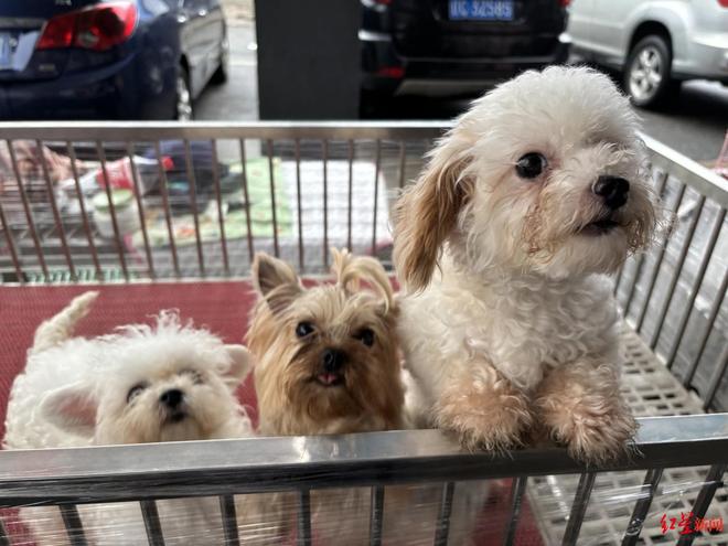 “东北星期宠”传言调查：繁育着最多的猫狗“也背负了最多的差评”｜红星调查(图3)