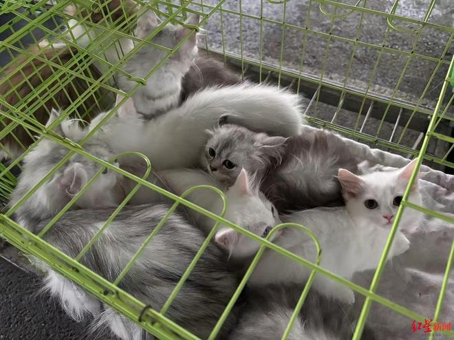 “东北星期宠”传言调查：繁育着最多的猫狗“也背负了最多的差评”｜红星调查(图4)