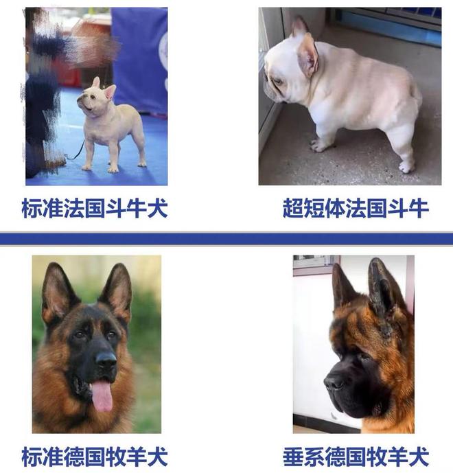 “东北星期宠”传言调查：繁育着最多的猫狗“也背负了最多的差评”｜红星调查(图9)