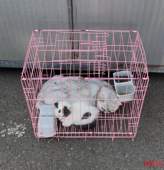 “东北星期宠”传言调查：繁育着最多的猫狗“也背负了最多的差评”｜红星调查(图7)