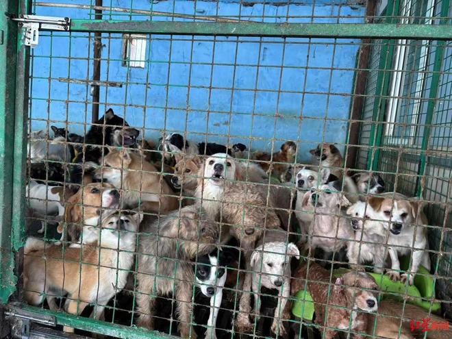 “东北星期宠”传言调查：繁育着最多的猫狗“也背负了最多的差评”｜红星调查(图8)