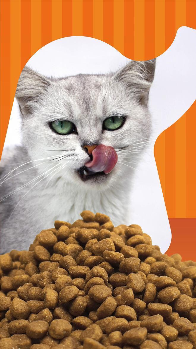 九游体育：象乡宠物食品 秋季宠物健康新隐患：“温差咳”困扰众多狗狗(图3)