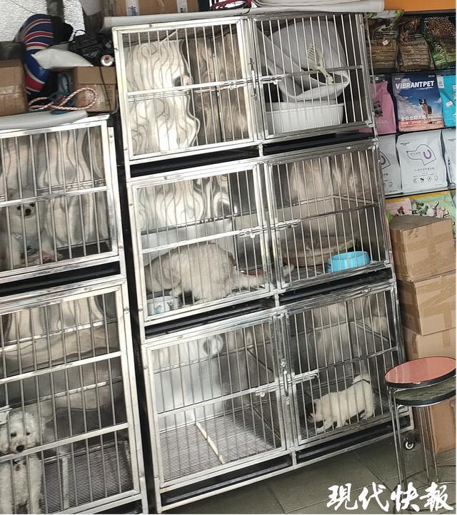 九游体育：宠物粮宣传含鲜肉实际用鸡肉粉代替江苏省消保委发布宠物经济消费调查(图4)