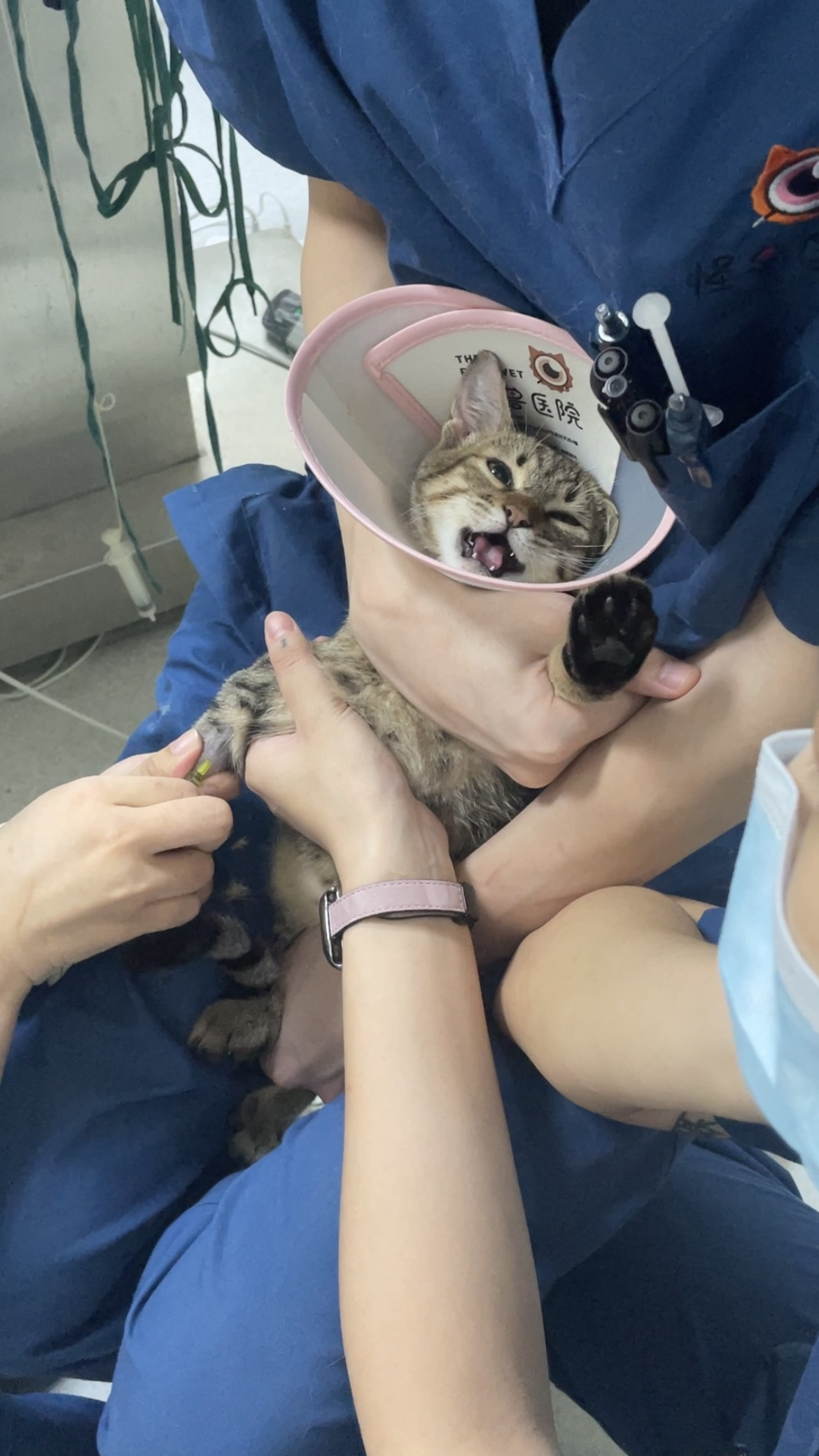 探访宠物保险：年缴数百元真能化解“看病贵”难题吗？(图4)