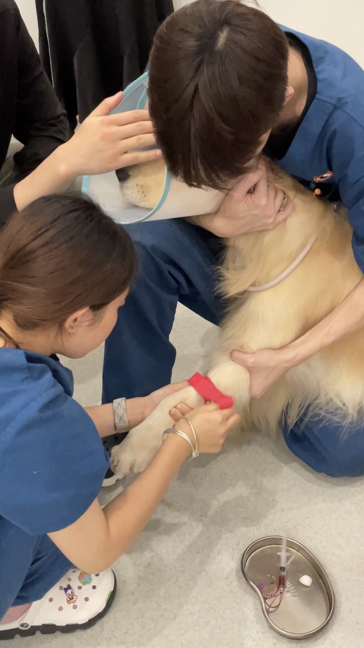 探访宠物保险：年缴数百元真能化解“看病贵”难题吗？(图5)