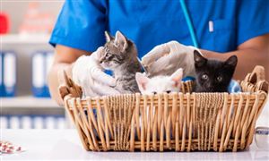 九游app：深度分析_中研普华行业研究网(图4)