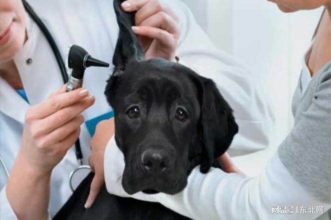 宠智灵宠物AI大模型打造全方位宠物健康管理方案(图2)