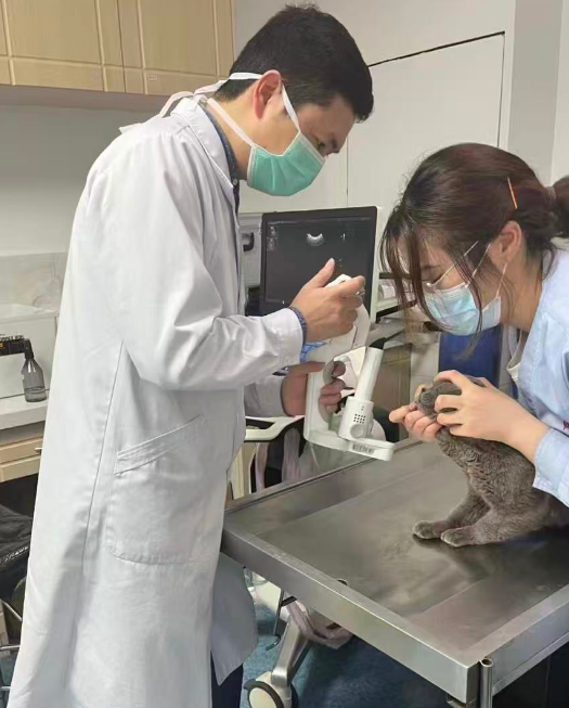 2025宠物医院权威推荐榜：南通康美优质服务与专业诊疗的放心之选守护爱宠健康(图3)