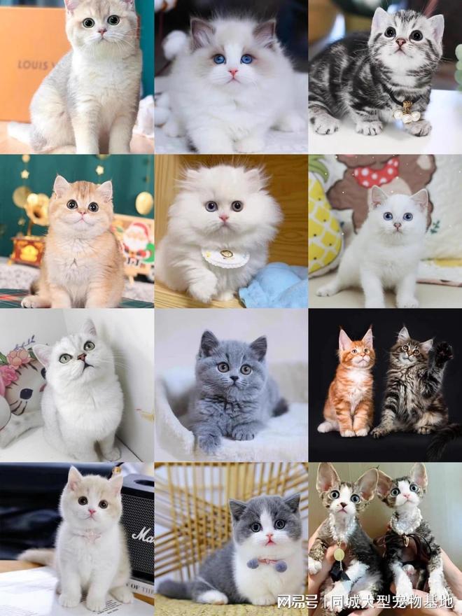 哈尔滨宠物猫狗哪里买靠谱？这里买宠物放心还能去实体店挑选(图3)