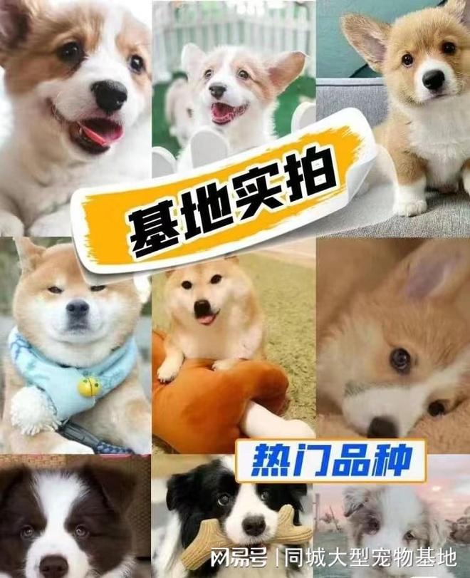 宁波哪里有正规宠物基地？这里实体店选购宠物安全更值得信赖(图4)