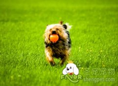 九游官网入口：狗粮的种类都有什么(图2)