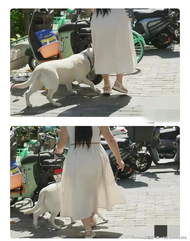 九游官网入口：导盲犬芬迪后续：接回视频曝光说芬迪“破孩子” 再引众怒(图4)