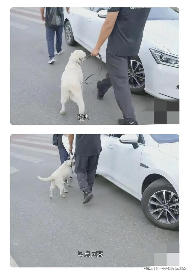 九游官网入口：导盲犬芬迪后续：接回视频曝光说芬迪“破孩子” 再引众怒(图8)
