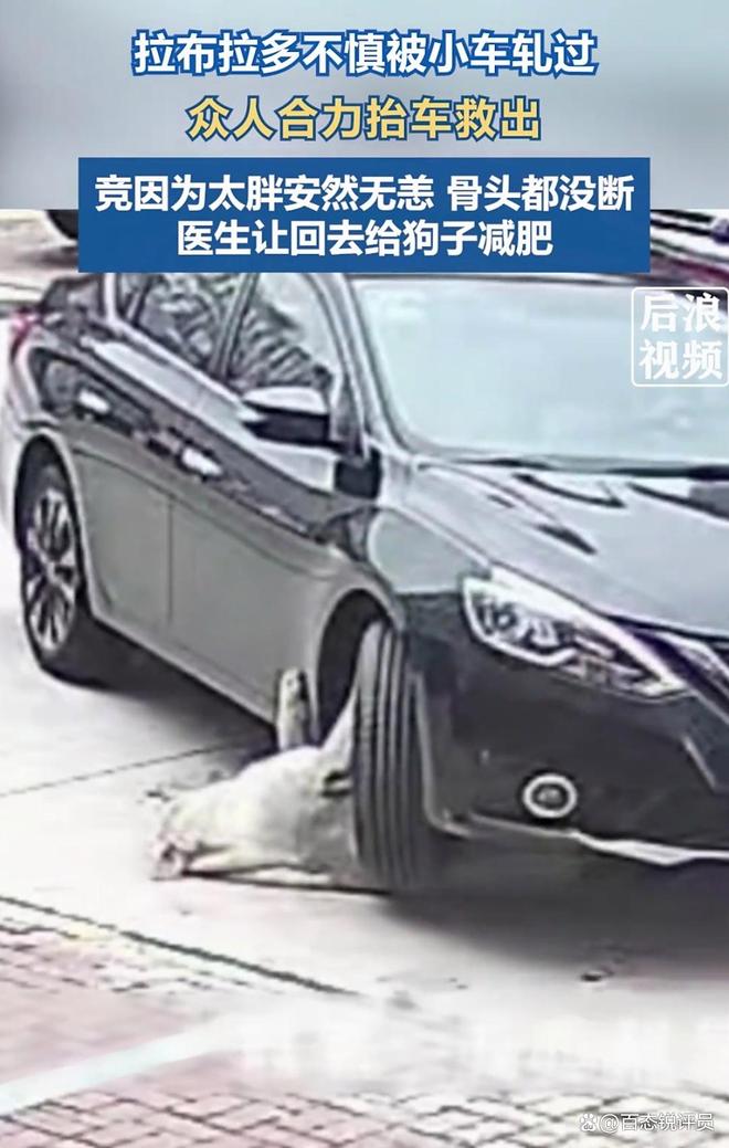 网爆：“狗子被车碾竟因太胖安然无恙”新闻火了(图3)