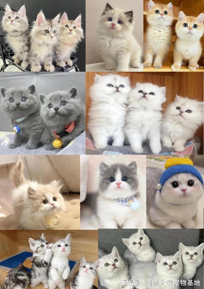 天津宠物猫狗哪里买靠谱？包你安心能当面挑选自己心仪的宠物(图3)