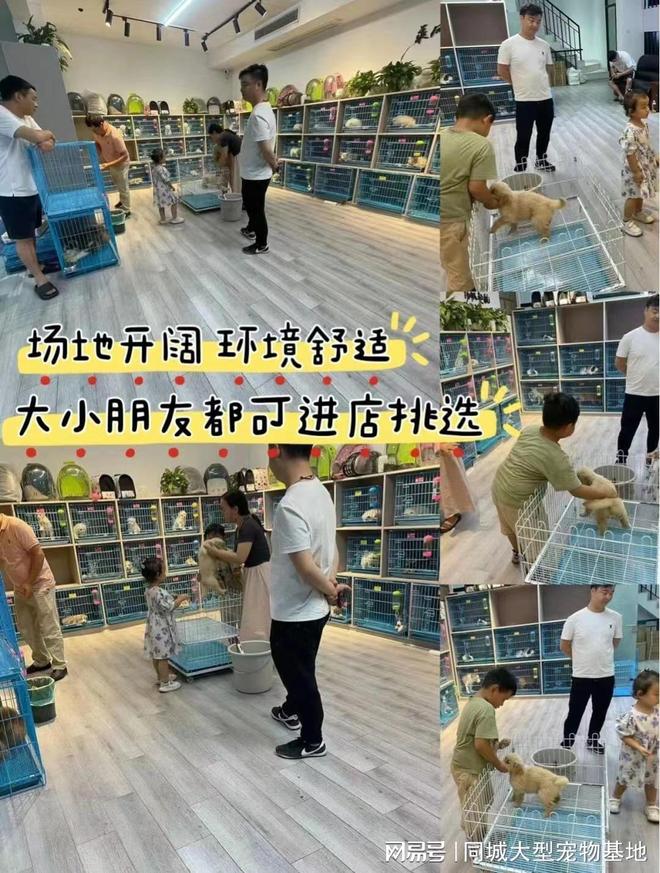 天津口碑好的宠物店在哪里？实地探访这确保安全选购您的爱宠(图4)