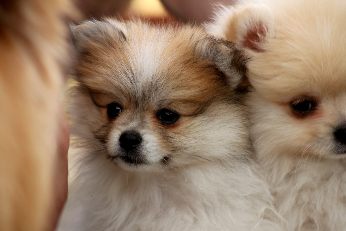 九游体育：宠物处方粮应该如何赢得市场？(图1)