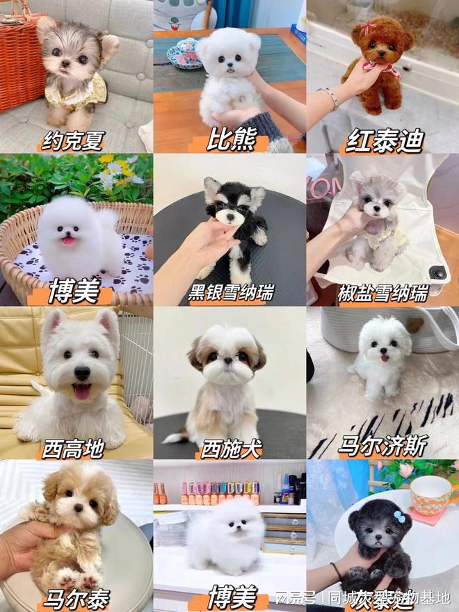 无锡买狗买猫的地方在哪里？这里有你想要的还能亲自挑选宠物哦(图3)