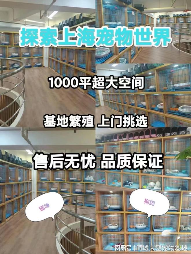 九游体育：上海哪里有正规宠物基地？这里买宠物放心还能去实体店挑选(图1)