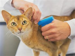 为什么领养宠物正在成为中国最时尚的选择？(图1)