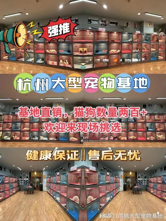 九游app：杭州哪里有正规宠物基地？这里买宠物放心还能去实体店挑选(图1)