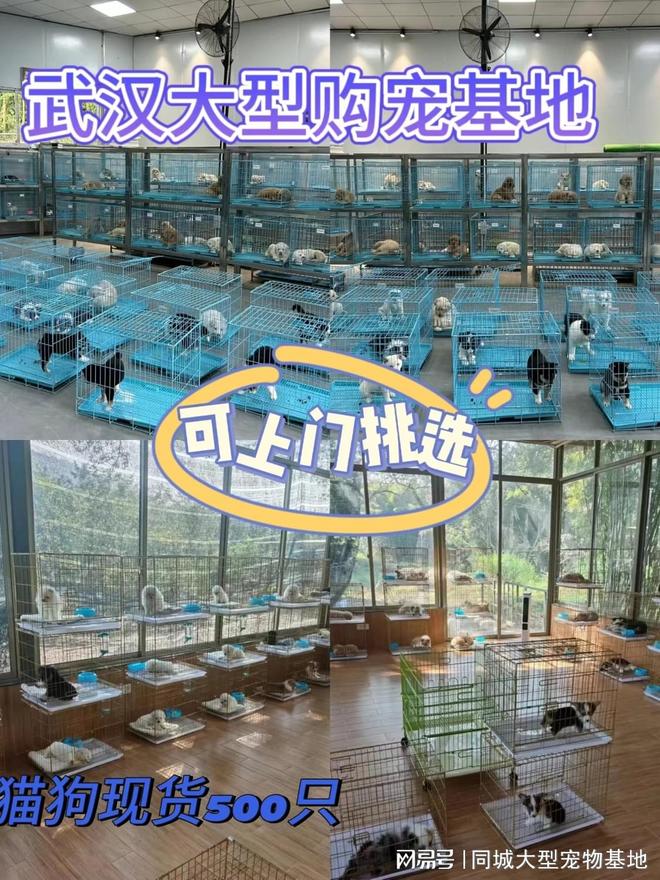 武汉哪里买宠物靠谱安全？这里实体店选购宠物安全更值得信赖(图1)