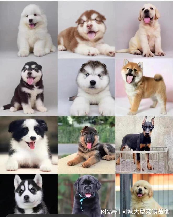 九游体育：无锡哪里可以买宠物猫狗？这里买宠物放心还能去实体店挑选(图2)