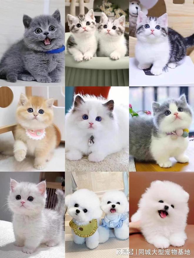 合肥哪里有便宜的猫狗市场？这里专业安全可亲自挑选宠物(图2)