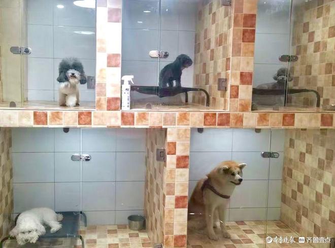 九游app：果然财经｜宠物寄养假期爆满宠物经济赛道“拥挤”暗藏隐忧(图2)