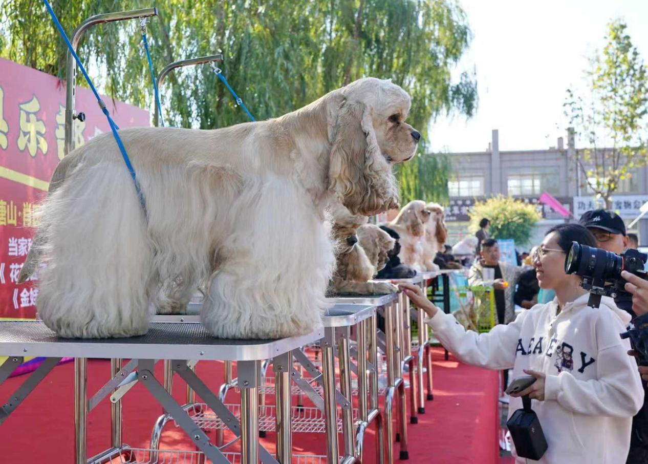 河北昌黎举办第二届国际宠博会 推动宠物产业高质量发展(图2)