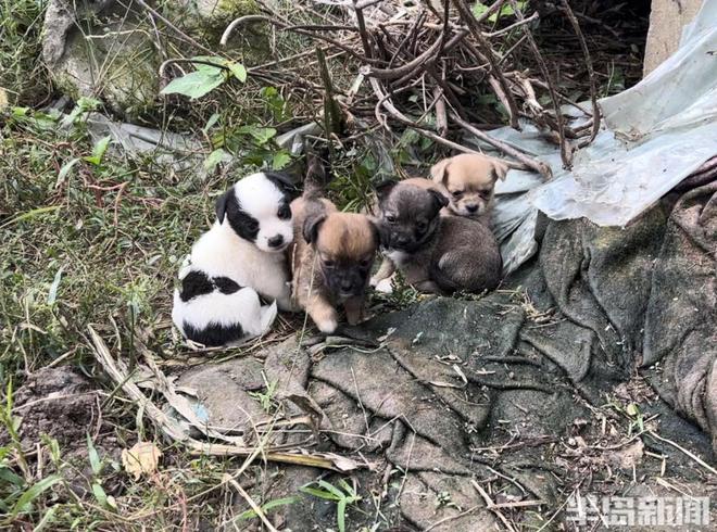 半岛公益｜流浪猫狗数量增多救助压力陡增！流浪动物中心盼援手(图4)