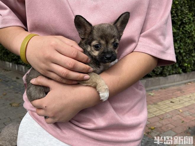 半岛公益｜流浪猫狗数量增多救助压力陡增！流浪动物中心盼援手(图10)