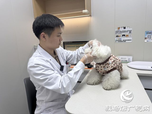 九游官网入口：专业兽医详解冬季爱宠养护秘籍(图2)