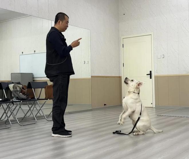 九游官网入口：“汪汪特工队”亮相 服务犬驯养师“入编”驱动行业升级(图2)