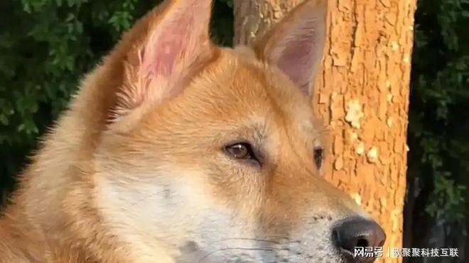 九游app：土狗老祖宗严选：中华田园犬起源与发展网友也趋向喜欢养殖土狗(图2)