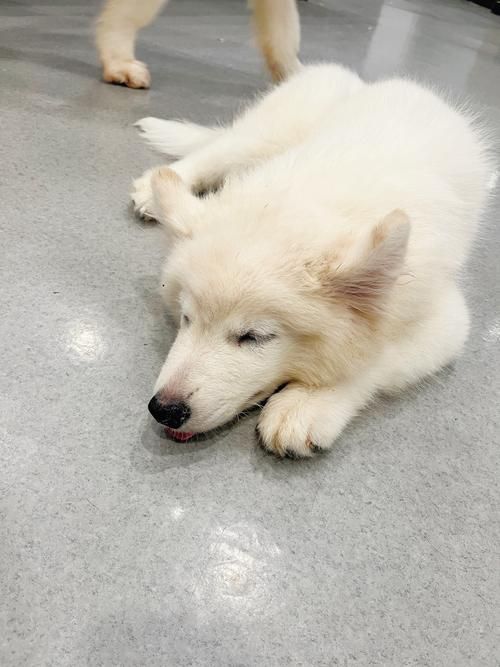 九游体育：宠物也是碳排大户？毛孩子吃喝有讲究三招教你环保养宠(图5)