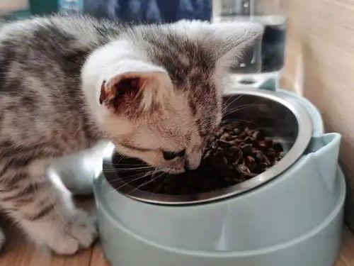 生猫粮检出禽流感猫咪食用后被安乐死相关批次已下架！(图8)