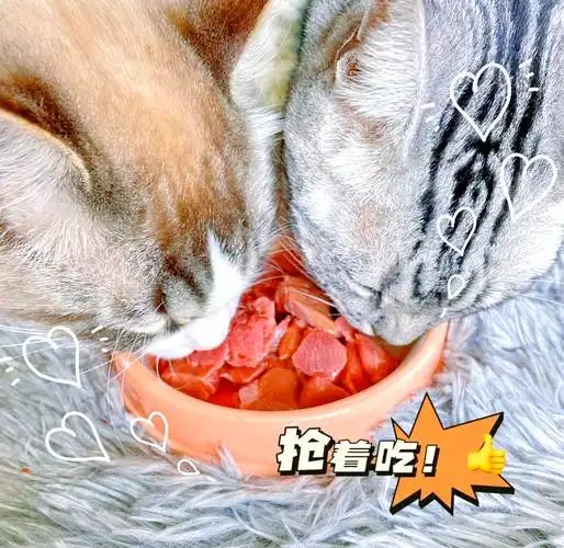 生猫粮检出禽流感猫咪食用后被安乐死相关批次已下架！(图7)