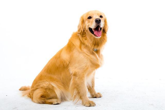 春节带宠物回家？这些准备不能少(图3)