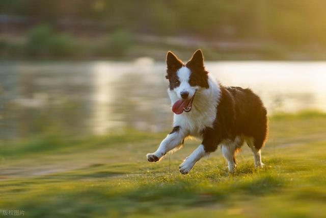 春节带宠物回家？这些准备不能少(图2)